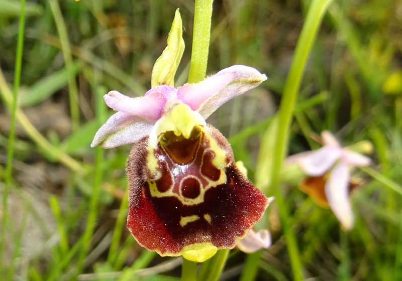 Ophrys holosericea, tetraloniae o untchjii ? ......holosericea.